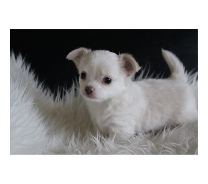 Don Ableiges Val-d'Oise - Photos Vivastreet Chiot chihuahua