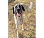 Beziers - Hérault — BERNARDO, chien type berger d'anatolie, 2 ans non lof