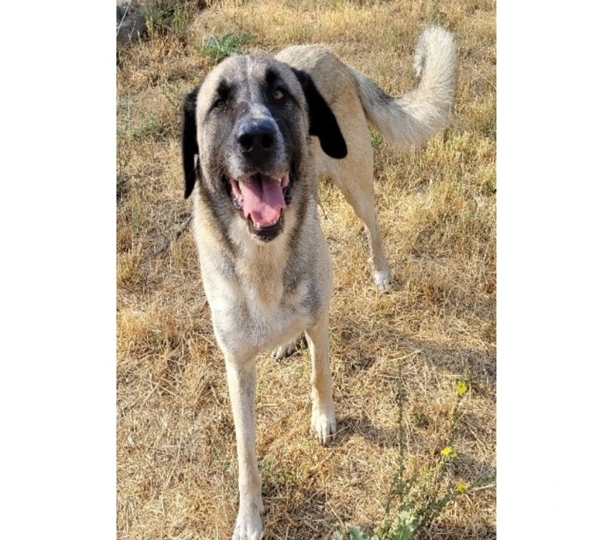 Don animaux Hérault Beziers - 34500 - Photos Vivastreet BERNARDO, chien type berger d'anatolie, 2 ans non lof