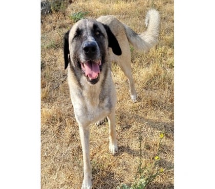 Don animaux Beziers Hérault - Photos Vivastreet BERNARDO, chien type berger d'anatolie, 2 ans non lof