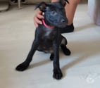 Villeneuve la Garenne - Hauts-de-Seine — Mimi, 2 mois et demi, cherche un bon foyer