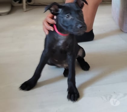 Vente Villeneuve la Garenne Hauts-de-Seine - Photos Vivastreet Mimi, 2 mois et demi, cherche un bon foyer