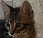 Sarras - Ardèche — Chat PORTHOS à l adoption