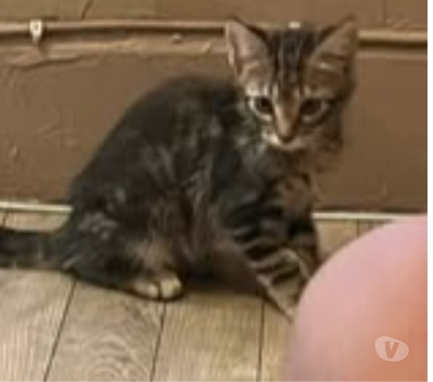 Don animaux Ardèche Sarras - 07370 - Photos Vivastreet Chat PORTHOS à l adoption
