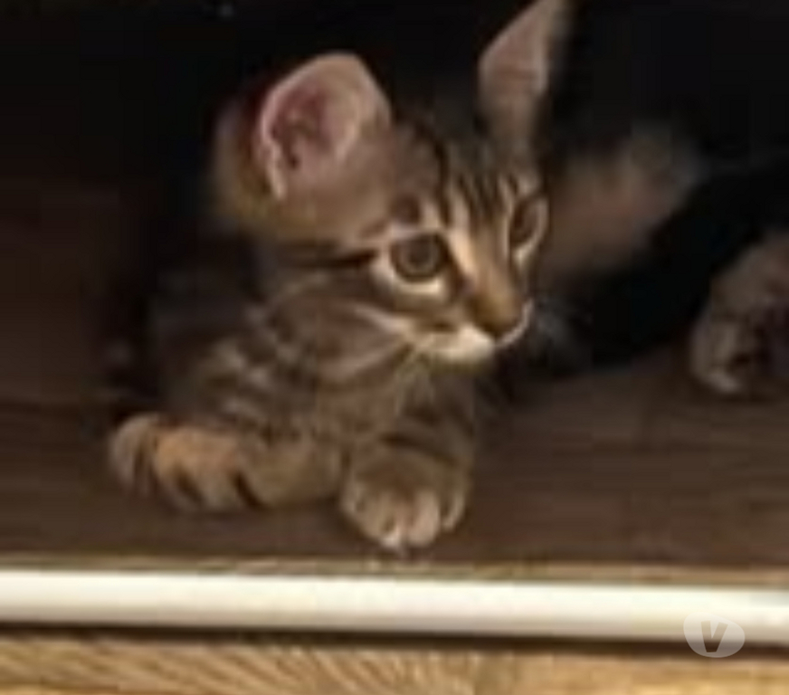 Don animaux Ardèche Sarras - 07370 - Photos Vivastreet Chat PORTHOS à l adoption