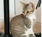 Suze la Rousse - Drôme — Chat TEXAS à l adoption
