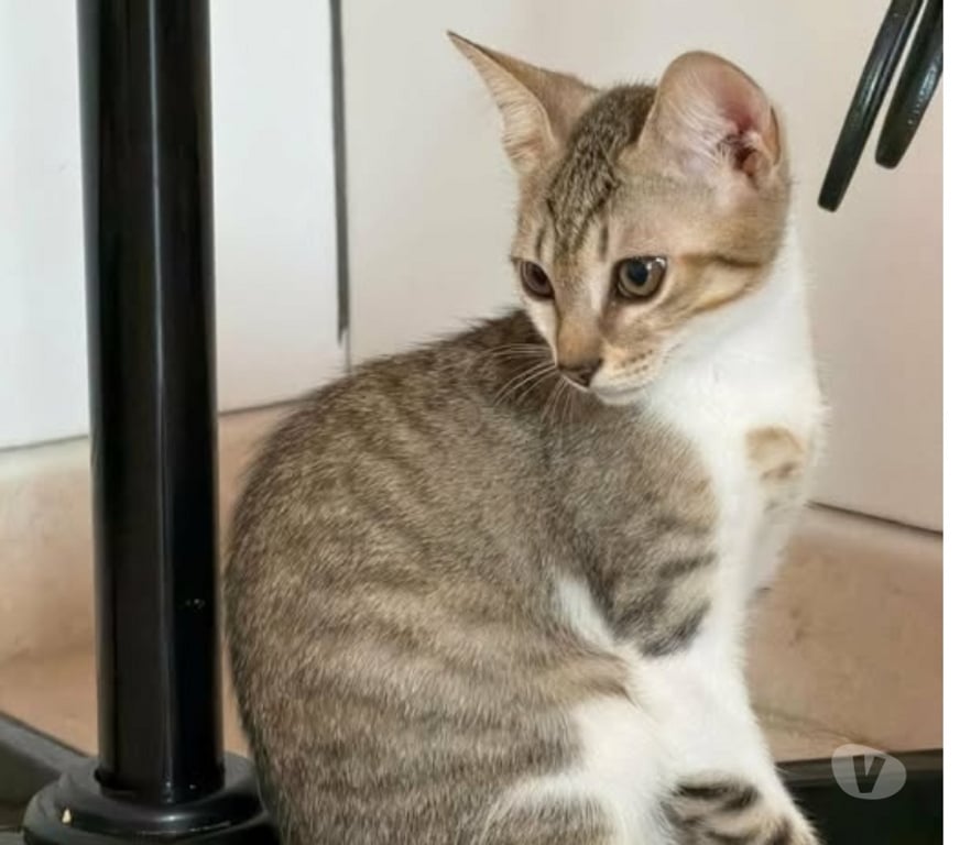 Don animaux Drôme Suze la Rousse - 26790 - Photos Vivastreet Chat TEXAS à l adoption