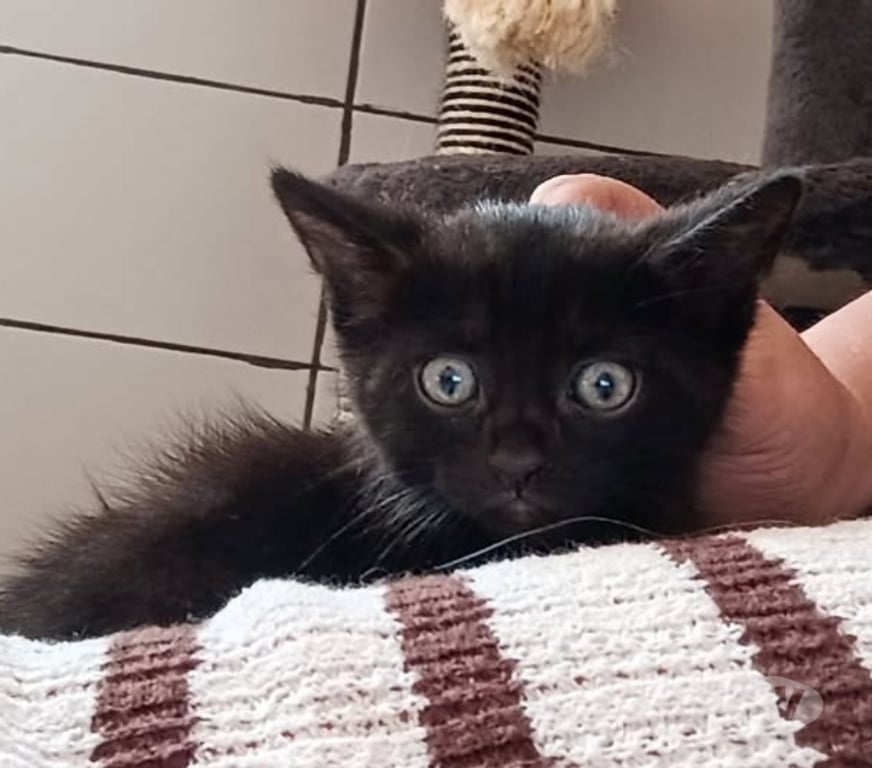 Don animaux Ardèche St Peray - 07130 - Photos Vivastreet Chat KANSAS à l adoption