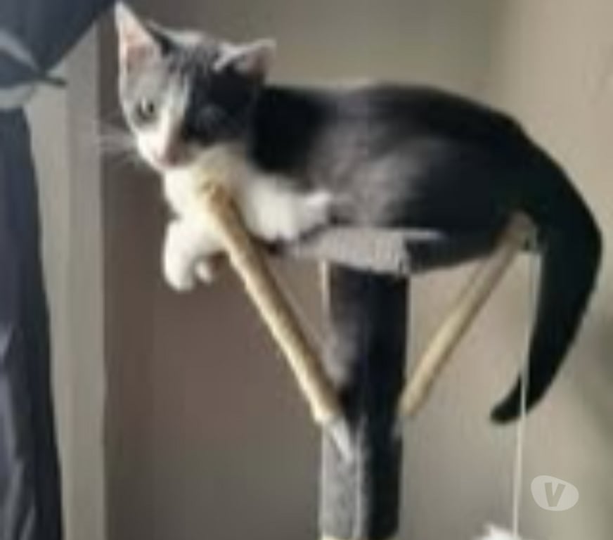 Don animaux Drôme St Paul Trois Chateaux - 26130 - Photos Vivastreet Chat BIRDY à l adoption