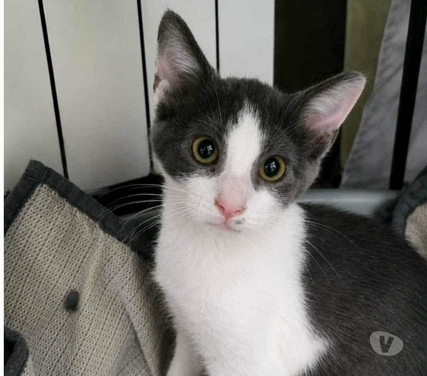 Don animaux Drôme St Paul Trois Chateaux - 26130 - Photos Vivastreet Chat BIRDY à l adoption