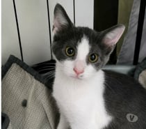 Photos Vivastreet Chat BIRDY à l adoption