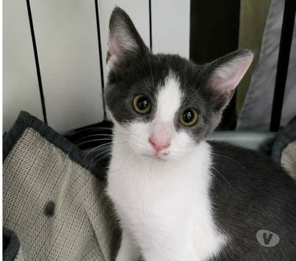 Adoption animaux St Paul Trois Chateaux Drôme - Photos Vivastreet Chat BIRDY à l adoption