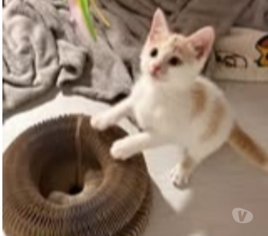Don animaux Drôme Valence - 26000 - Photos Vivastreet Chat CARAMEL à l adoption