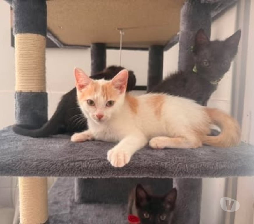 Don animaux Drôme Valence - 26000 - Photos Vivastreet Chat CARAMEL à l adoption
