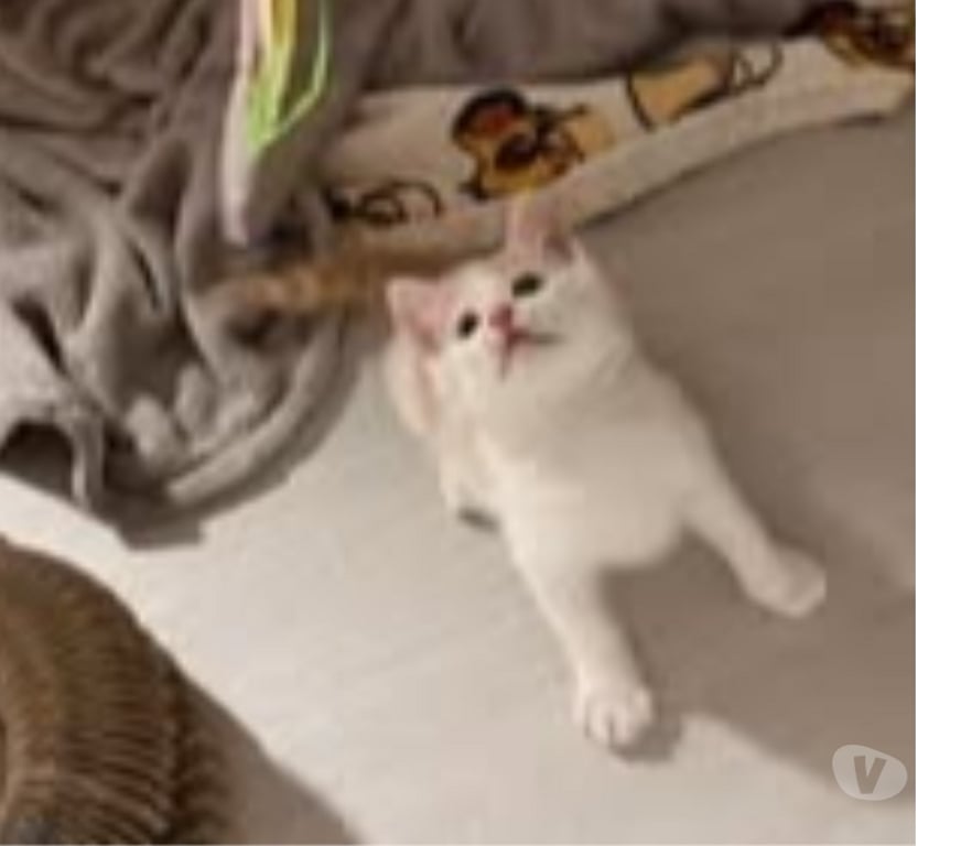 Don animaux Drôme Valence - 26000 - Photos Vivastreet Chat CARAMEL à l adoption