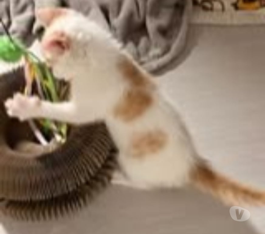 Don animaux Drôme Valence - 26000 - Photos Vivastreet Chat CARAMEL à l adoption