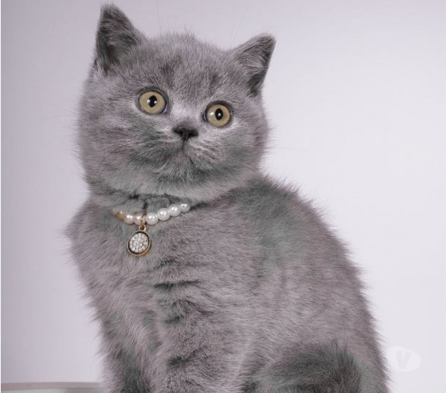 Vente Drôme Barcelonne - 26120 - Photos Vivastreet Adorable chaton British Shorthair disponible