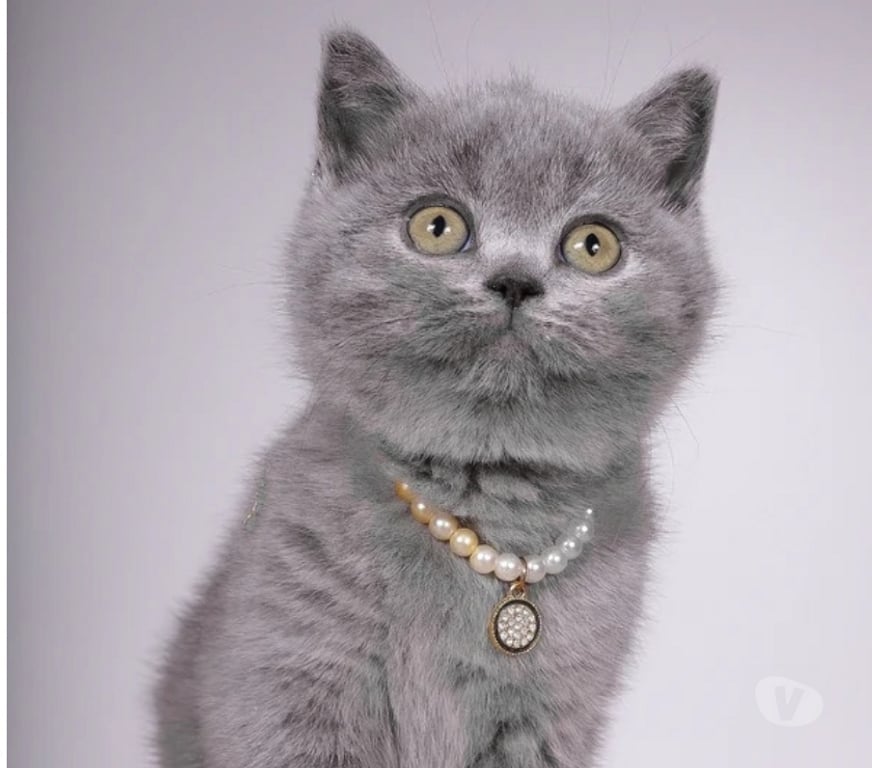 Vente Drôme Barcelonne - 26120 - Photos Vivastreet Adorable chaton British Shorthair disponible
