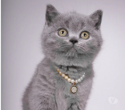 Vente animaux Barcelonne Drôme - Photos Vivastreet Adorable chaton British Shorthair disponible