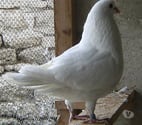 Bagneaux sur Loing - Seine-et-Marne — Pigeons de chair
