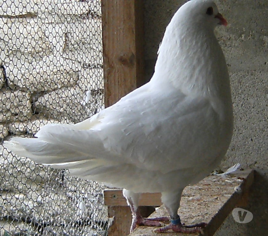 Vente Seine-et-Marne Bagneaux sur Loing - 77167 - Photos Vivastreet Pigeons de chair