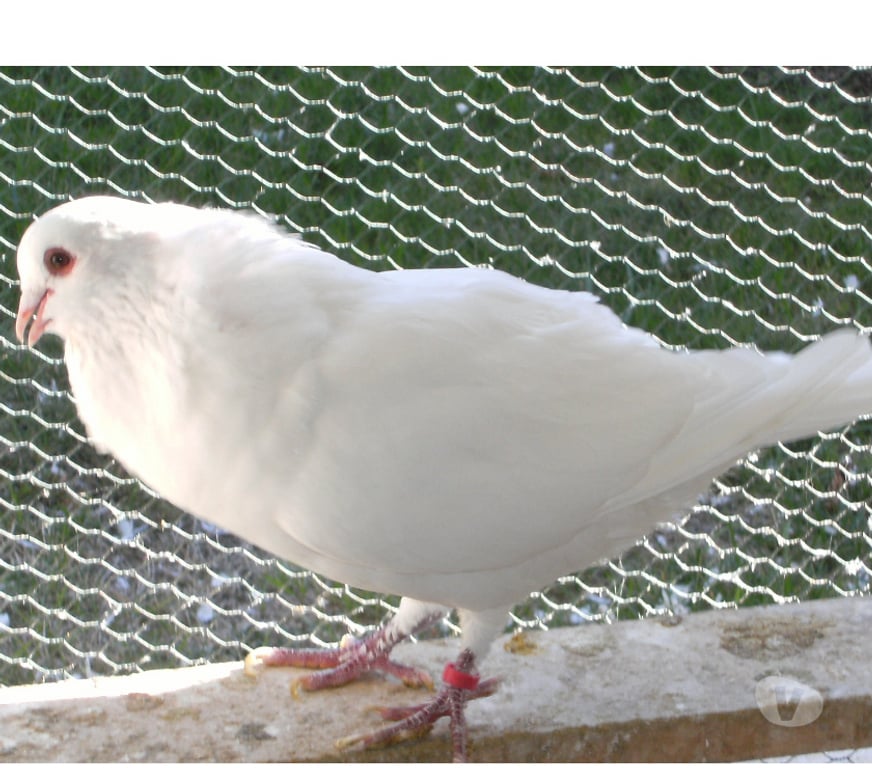 Vente Seine-et-Marne Bagneaux sur Loing - 77167 - Photos Vivastreet Pigeons de chair