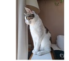 Montpellier - Montpellier — Donne gratuitement une chatte de 2 ans