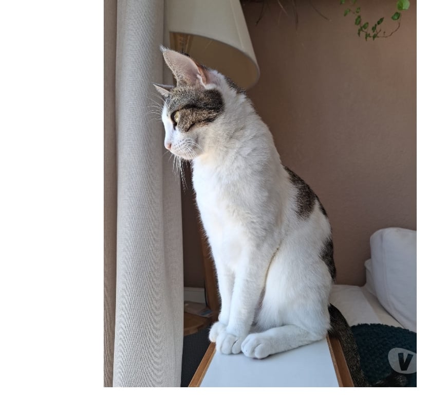 Don animaux Hérault Montpellier - Photos Vivastreet Donne gratuitement une chatte de 2 ans