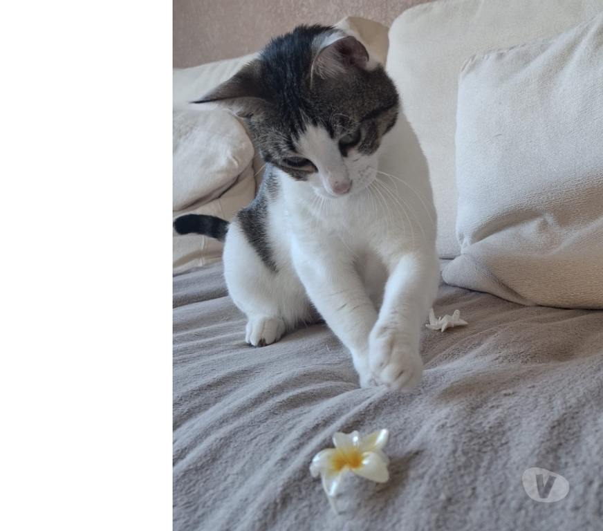 Don animaux Hérault Montpellier - Photos Vivastreet Donne gratuitement une chatte de 2 ans