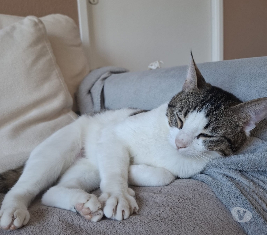Don animaux Hérault Montpellier - Photos Vivastreet Donne gratuitement une chatte de 2 ans