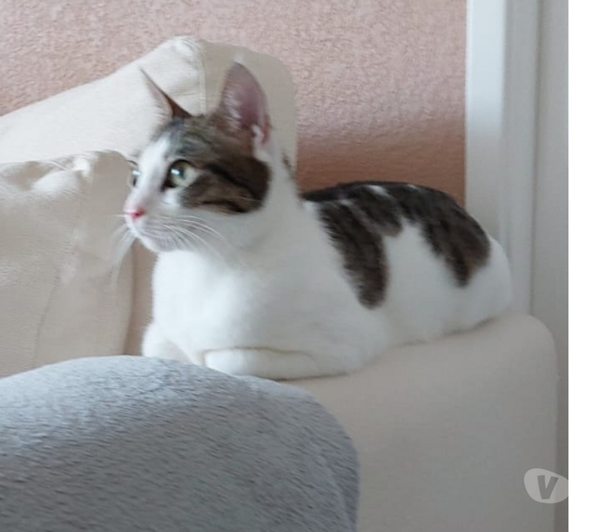 Don animaux Hérault Montpellier - Photos Vivastreet Donne gratuitement une chatte de 2 ans
