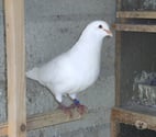 Bagneaux sur Loing - Seine-et-Marne — Pigeons reproducteurs hubbell blanc
