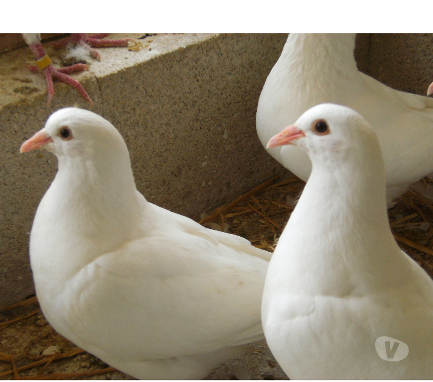 Vente Seine-et-Marne Bagneaux sur Loing - 77167 - Photos Vivastreet Pigeons reproducteurs hubbell blanc