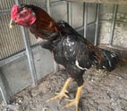 Avion - Pas-de-Calais — Coq et poule SHAMO thaïlandais