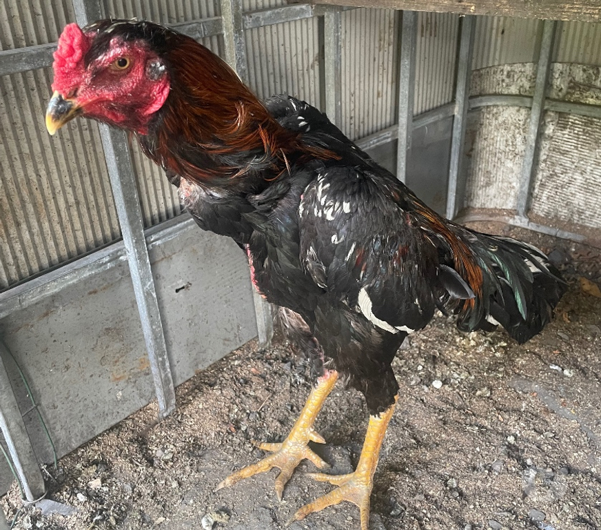 Vente Pas-de-Calais Avion - 62210 - Photos Vivastreet Coq et poule SHAMO thaïlandais