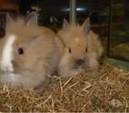 Perigueux - Dordogne — Adorables Bébés Lapins Nains à Adopter
