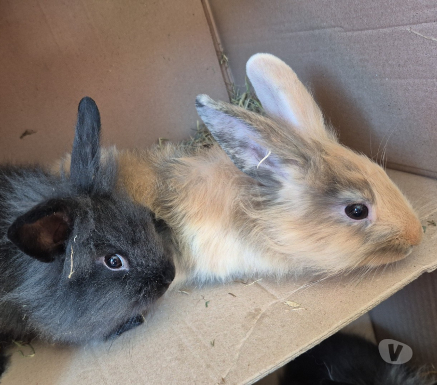 Don animaux Dordogne Perigueux - 24000 - Photos Vivastreet 5 Adorables Bébés Lapins Nains à Adopter