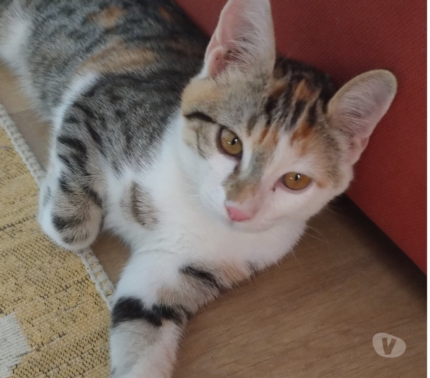 Don animaux Essonne Viry Chatillon - 91170 - Photos Vivastreet Tendre chaton tricolore chat