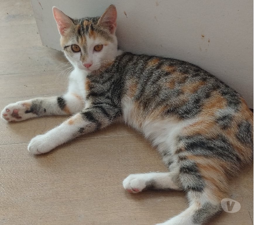 Don animaux Essonne Viry Chatillon - 91170 - Photos Vivastreet Tendre chaton tricolore chat