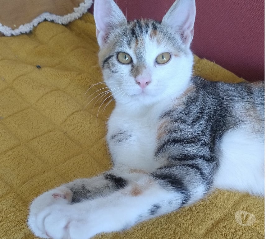 Don animaux Essonne Viry Chatillon - 91170 - Photos Vivastreet Tendre chaton tricolore chat