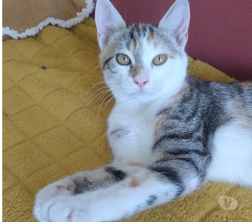 Don animaux Essonne Viry Chatillon - 91170 - Photos Vivastreet Tendre chaton tricolore chat