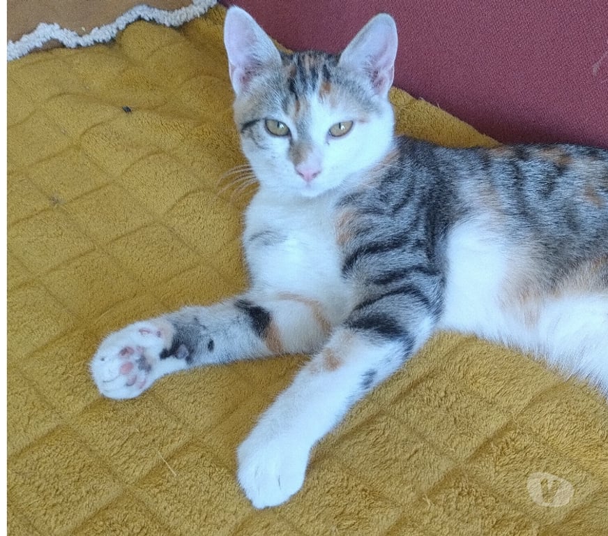 Don animaux Essonne Viry Chatillon - 91170 - Photos Vivastreet Tendre chaton tricolore chat