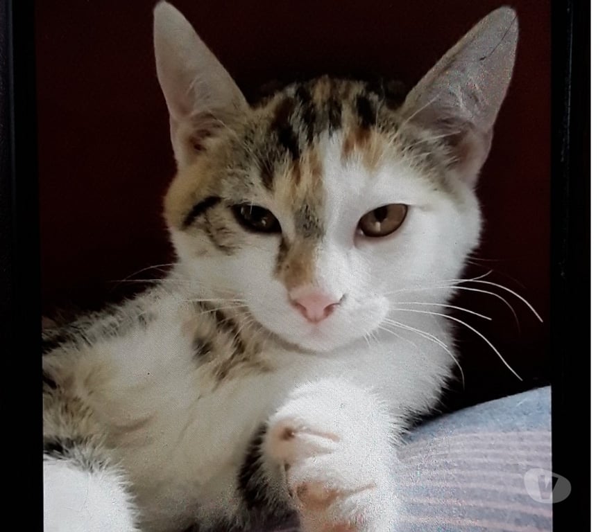 Don animaux Essonne Viry Chatillon - 91170 - Photos Vivastreet Tendre chaton tricolore chat