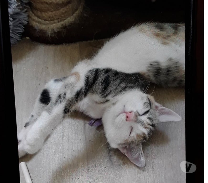 Don animaux Essonne Viry Chatillon - 91170 - Photos Vivastreet Tendre chaton tricolore chat