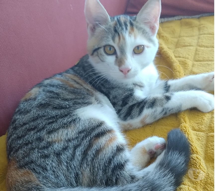 Don animaux Essonne Viry Chatillon - 91170 - Photos Vivastreet Tendre chaton tricolore chat