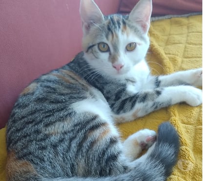 Adoption animaux Viry Chatillon Essonne - Photos Vivastreet Tendre chaton tricolore chat