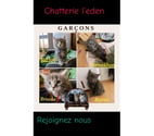 Stosswihr - Haut-Rhin — Maine coon Disponible