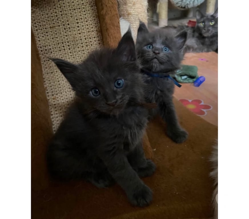 Vente Haut-Rhin Stosswihr - 68140 - Photos Vivastreet Maine coon Disponible
