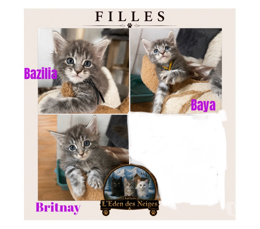 Vente Haut-Rhin Stosswihr - 68140 - Photos Vivastreet Maine coon Disponible