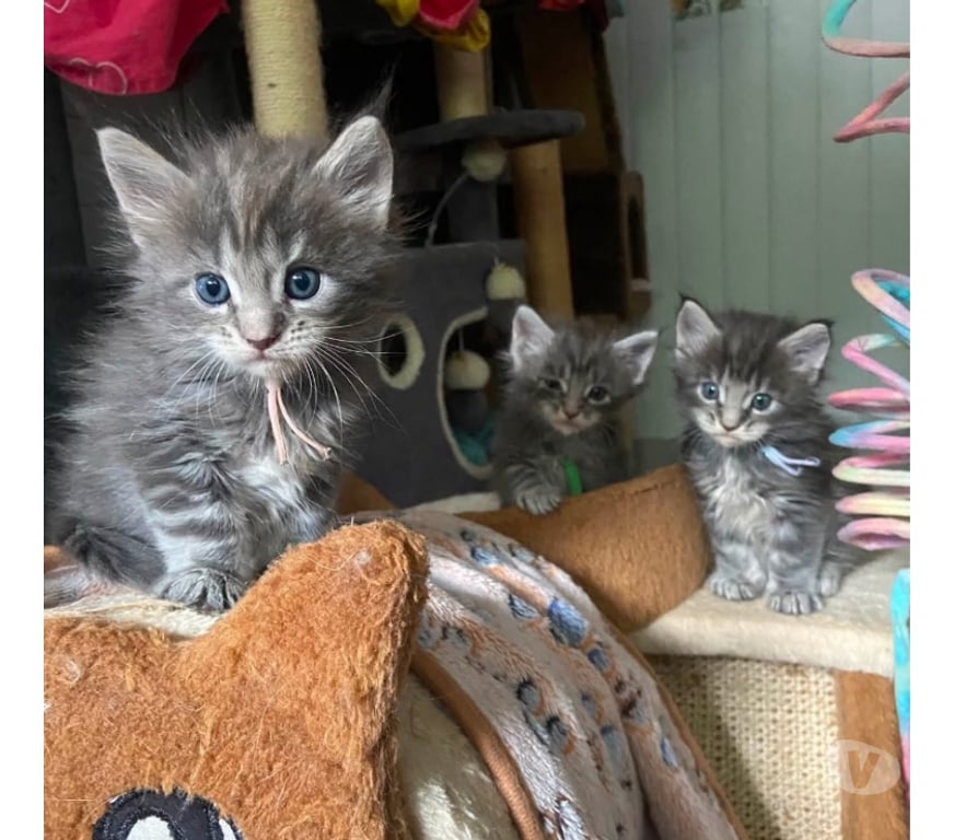 Vente Haut-Rhin Stosswihr - 68140 - Photos Vivastreet Maine coon Disponible